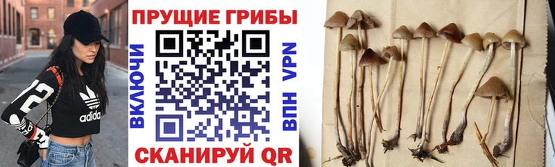 дарнет шоп  Сураж  Галлюциногенные грибы мухоморы 